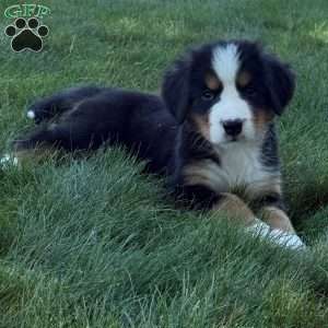 Macey, Bernese Mountain Dog Puppy