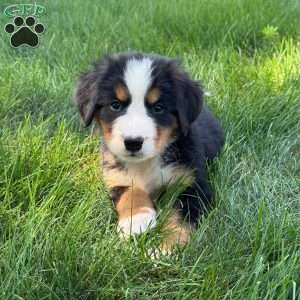 Macey, Bernese Mountain Dog Puppy