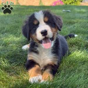 Macey, Bernese Mountain Dog Puppy