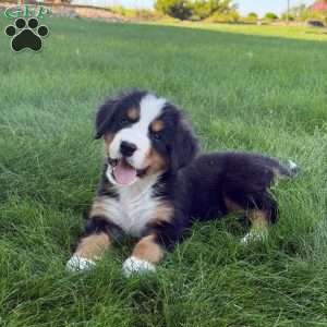 Macey, Bernese Mountain Dog Puppy