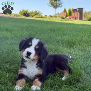 Macey, Bernese Mountain Dog Puppy