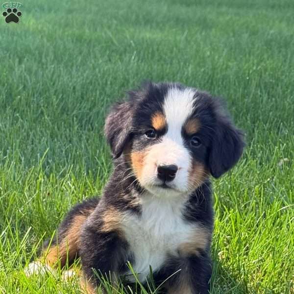 Macey, Bernese Mountain Dog Puppy