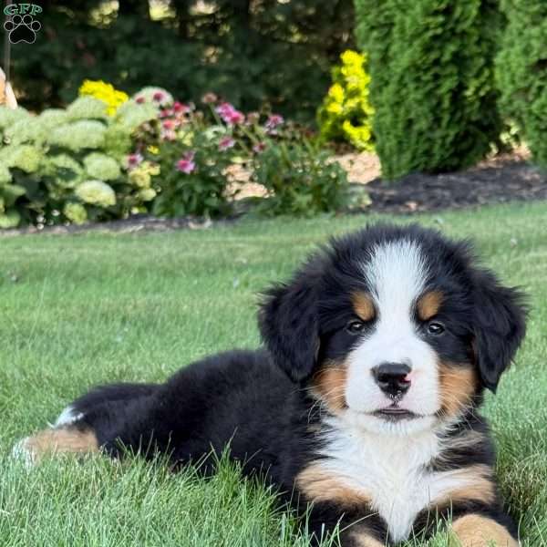 Gus, Bernese Mountain Dog Puppy
