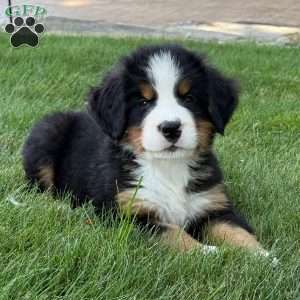 Gus, Bernese Mountain Dog Puppy