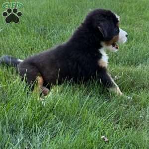 Gus, Bernese Mountain Dog Puppy