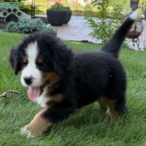Gus, Bernese Mountain Dog Puppy