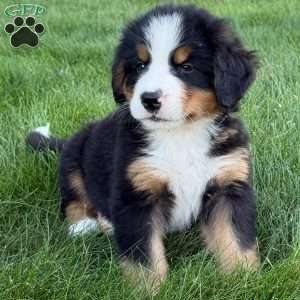 Gus, Bernese Mountain Dog Puppy