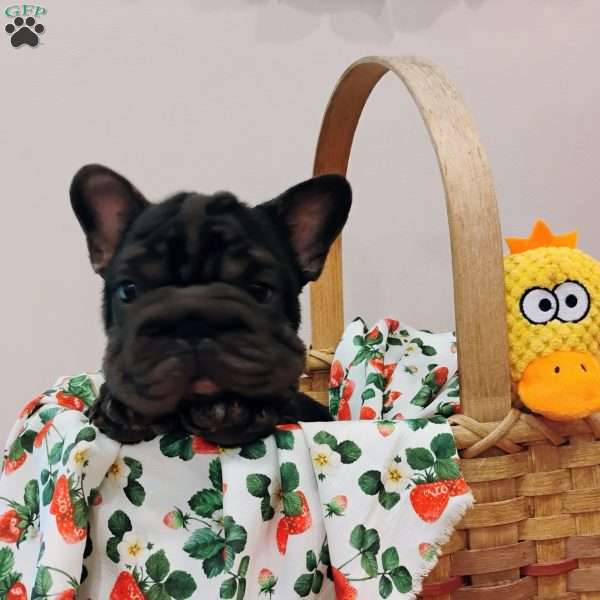 Cupcake, French Bulldog Puppy
