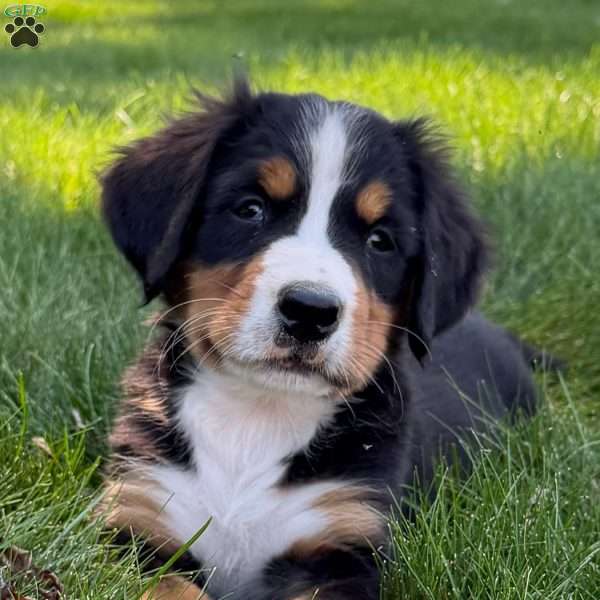 Mia, Bernese Mountain Dog Puppy