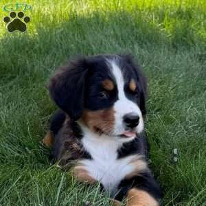 Mia, Bernese Mountain Dog Puppy