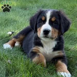 Mia, Bernese Mountain Dog Puppy