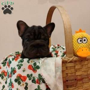Cupcake, French Bulldog Puppy