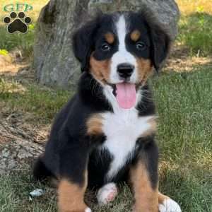 Mia, Bernese Mountain Dog Puppy