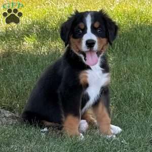 Mia, Bernese Mountain Dog Puppy
