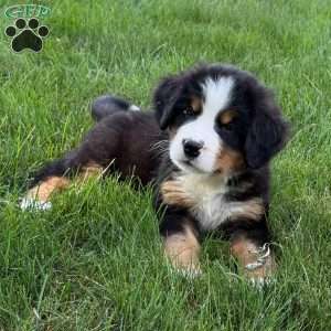 Gus, Bernese Mountain Dog Puppy