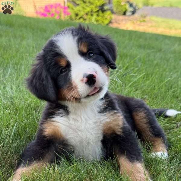 Molly, Bernese Mountain Dog Puppy