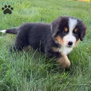 Charlie, Bernese Mountain Dog Puppy