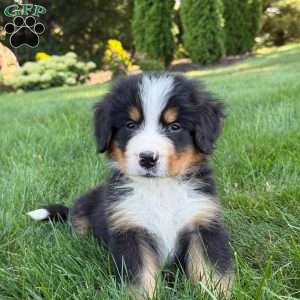 Charlie, Bernese Mountain Dog Puppy