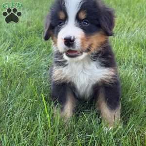 Charlie, Bernese Mountain Dog Puppy