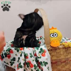 Cupcake, French Bulldog Puppy