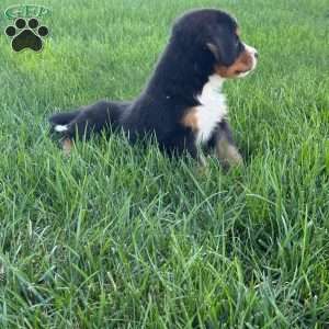 Leo, Bernese Mountain Dog Puppy