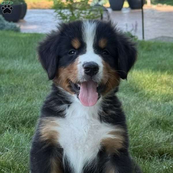 Leo, Bernese Mountain Dog Puppy