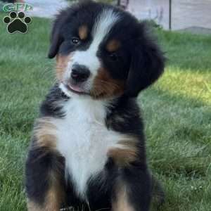 Leo, Bernese Mountain Dog Puppy