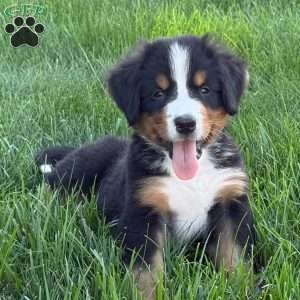 Leo, Bernese Mountain Dog Puppy