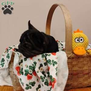 Cupcake, French Bulldog Puppy