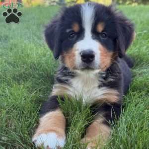 Leo, Bernese Mountain Dog Puppy