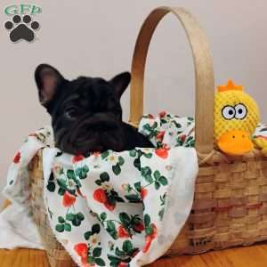 Cupcake, French Bulldog Puppy