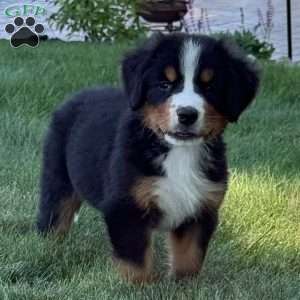 Leo, Bernese Mountain Dog Puppy