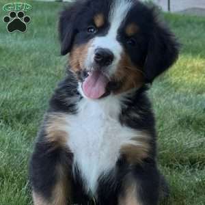 Leo, Bernese Mountain Dog Puppy