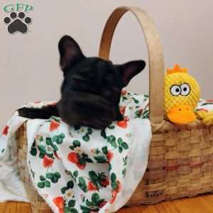Cupcake, French Bulldog Puppy