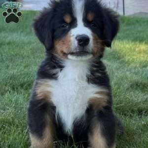 Leo, Bernese Mountain Dog Puppy