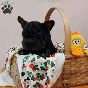 Cupcake, French Bulldog Puppy