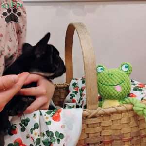 Cookie, French Bulldog Puppy