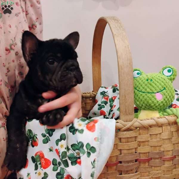 Cookie, French Bulldog Puppy