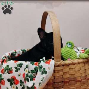 Cookie, French Bulldog Puppy