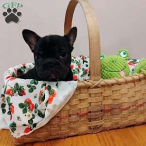Cookie, French Bulldog Puppy