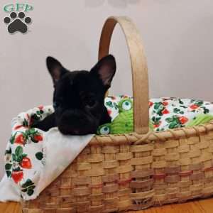 Cookie, French Bulldog Puppy