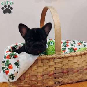 Cookie, French Bulldog Puppy