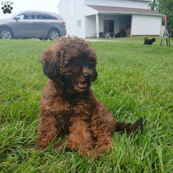 Annie, Toy Poodle Puppy