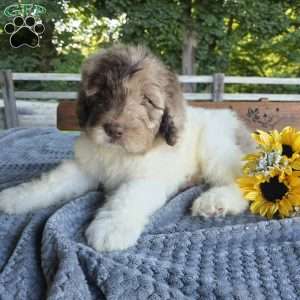 Alfie, Newfypoo Puppy