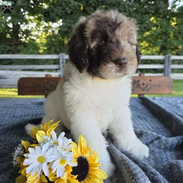 Alfie, Newfypoo Puppy