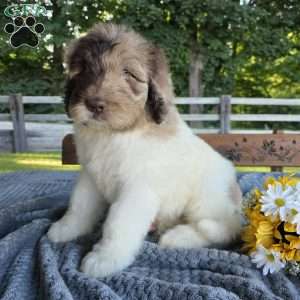 Alfie, Newfypoo Puppy