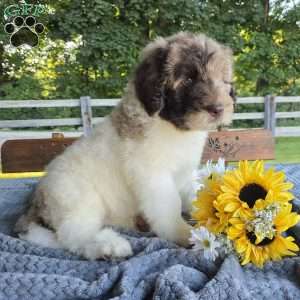 Alfie, Newfypoo Puppy