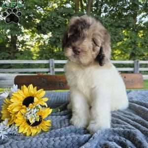 Alfie, Newfypoo Puppy
