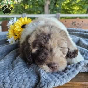 Alfie, Newfypoo Puppy