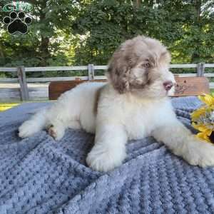 Finn, Newfypoo Puppy